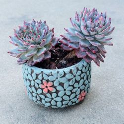 Succulents plants 🪴 （Echeveria Blue Bird）