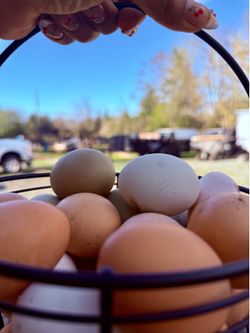Free Range