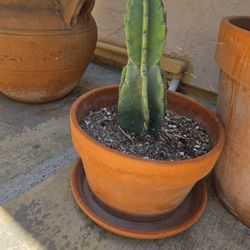 Cactus In Ceramic Pot