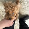 Bobby