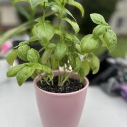 Fresh Healthy Basil  Plant 🪴 🌿 