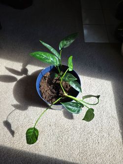 Maria Chinese Evergreen plant