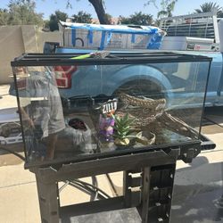 Bearded Dragon Tank