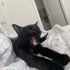 Gin