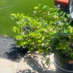 Lovely Potted Jasmine Plants Nine Dollars Each