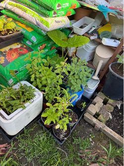Well rooted Rama Tulsi plants