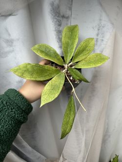 Hoya Finlaysonii - 4” Pot - Rooted In Soil