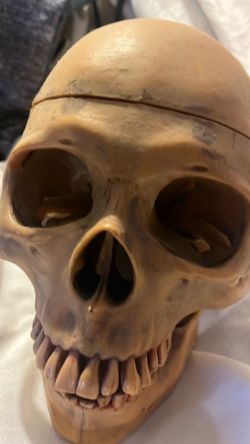 Vintage model skull $30