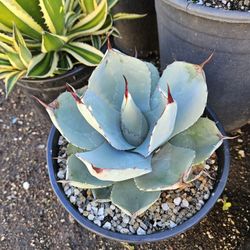 Agave Parryii In 2 Gallon Pots For $10