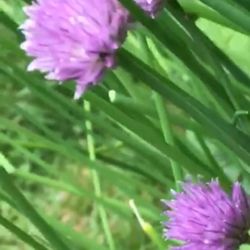 Organic Chives, Green Onion, Perennial Plant.