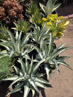 Agaves For Sale