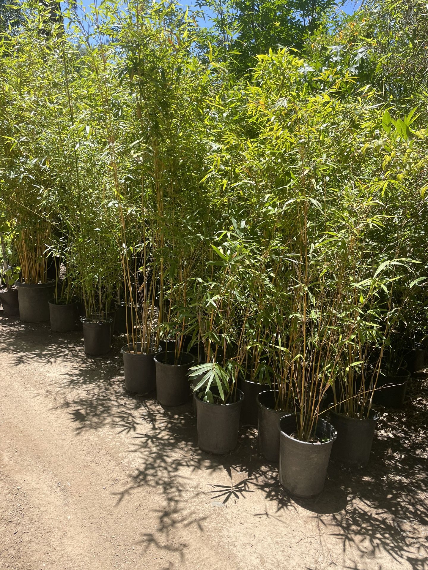 Bamboo Plants - Multiple Varieties Available- Approximately 4-6 Feet Tall- 5 Gallon Size
