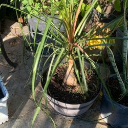 Chilies for sale one for six and two for 10