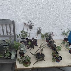 🌵🪴PLANTS FOR SALE! OVER 30 PLANTS 🌱🪻