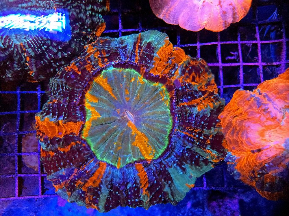 🔥CORALS DECORATIONS FOR MARINE TANK OVER 500 CORALS IN STOCK PICK-UP - DELIVERY - SHIP