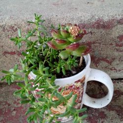 Planta Chisme Con Suculents