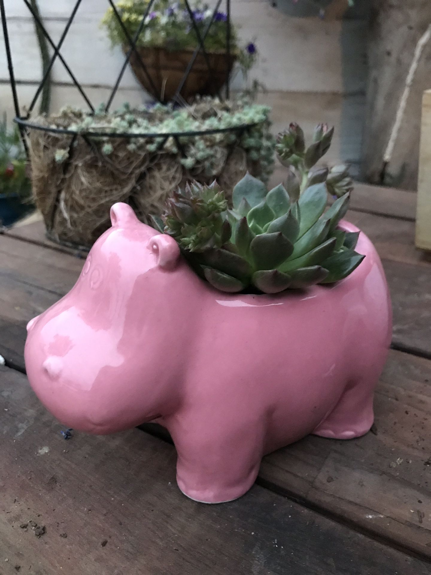 Succulent in Hippo Pot