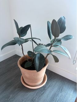 Plant & Pot
