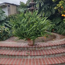 4' Foot Western Sword Fern 🪴 Plant 