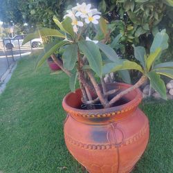 Plants 