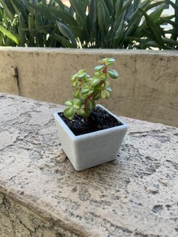 Marble Colored Plant/ Flower Pot