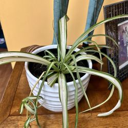 Ocean Spider Plant