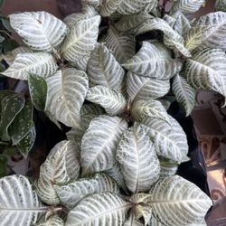 House Plant 🪴 In 4” Pot $8 Each