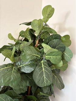 Artificial Fiddle Leaf Fig Tree (3)