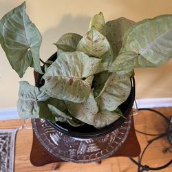 🎊Syngonium Plant🎊
