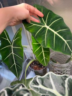 Alocasia frydek corms