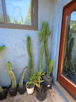 Euphorbia ingens Candelabrum Cactus Potted/rooted 4-6 plus feet plus