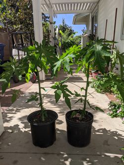 32 inch mexican papaya plant $30
