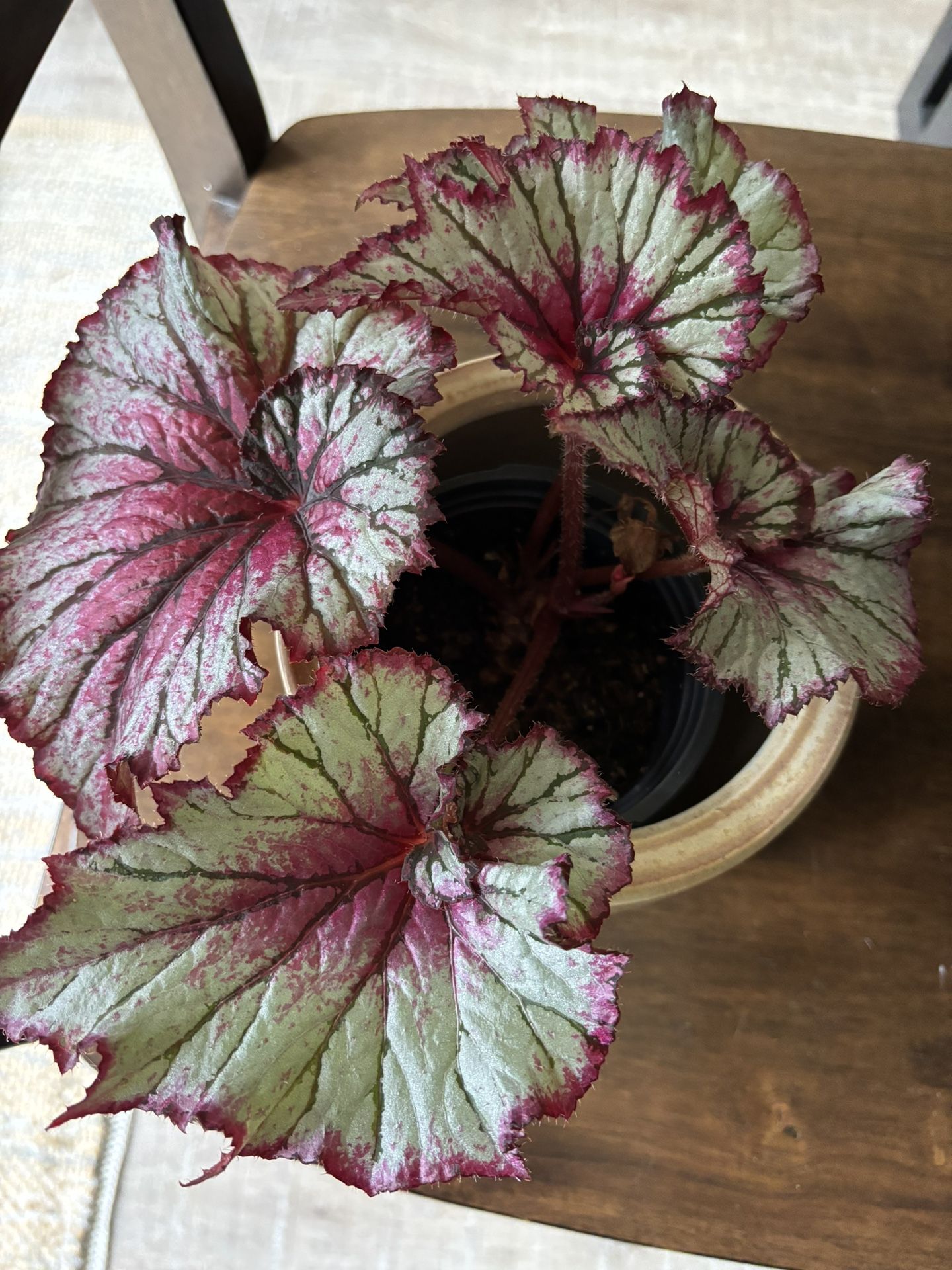 House plants and Succulents for Sale