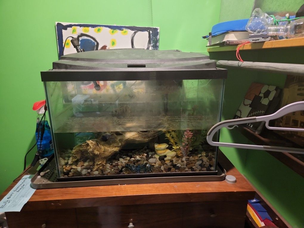 20 Gallon Tank