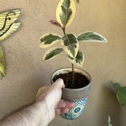 Rubber Tree Ficus Plant