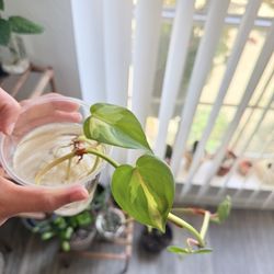 Heartleaf Plant 🌱 