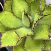 Bill’s Agaves