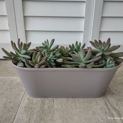 Pink *Sedum pachyllum succulent... fixed price. Please inquire only if you are genuinely interested.