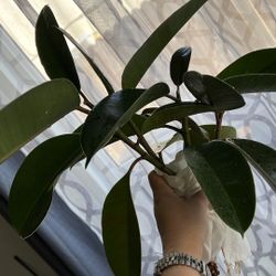 Ficus Ruby Please Read Below 👇🏻 