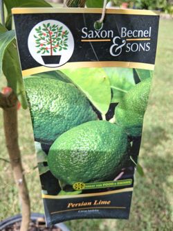 Limon persa grande