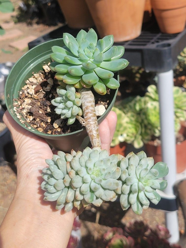 Variegated Blue Elf Succulent