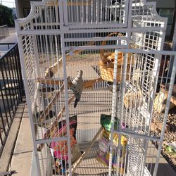🦜 Parrot Cage With Some Feed, Everything You See