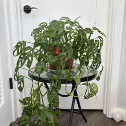 Swiss Cheese Plant w/ Terra-cotta Pot 🧀🪴