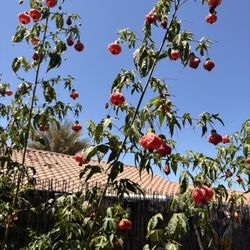 Abutilon Tigre /arbolito De Linterna China