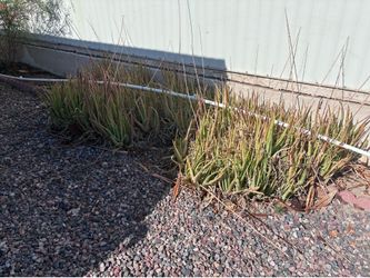 Free Aloe Vera plants.