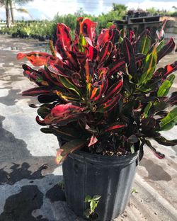 Croton