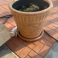 Plant Pot