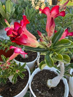 Desert Rose