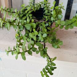 JADE PLANTS ELEFANT FOOD PLANTS MILLONARIA PLANTAS HERMOSAS LISTA PARA TRASPLANTAR 