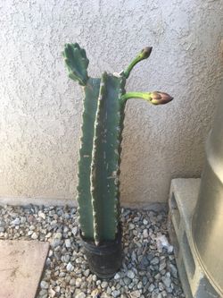 Apple Peruvian cactus